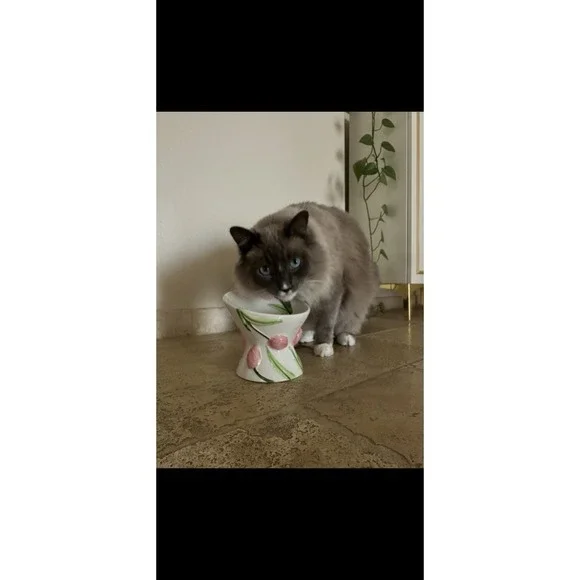 Mellow & Mod Cat Drinking Water Tall Bowl "Pink tulips" Hand Painted Colorful - Picture 5 of 10